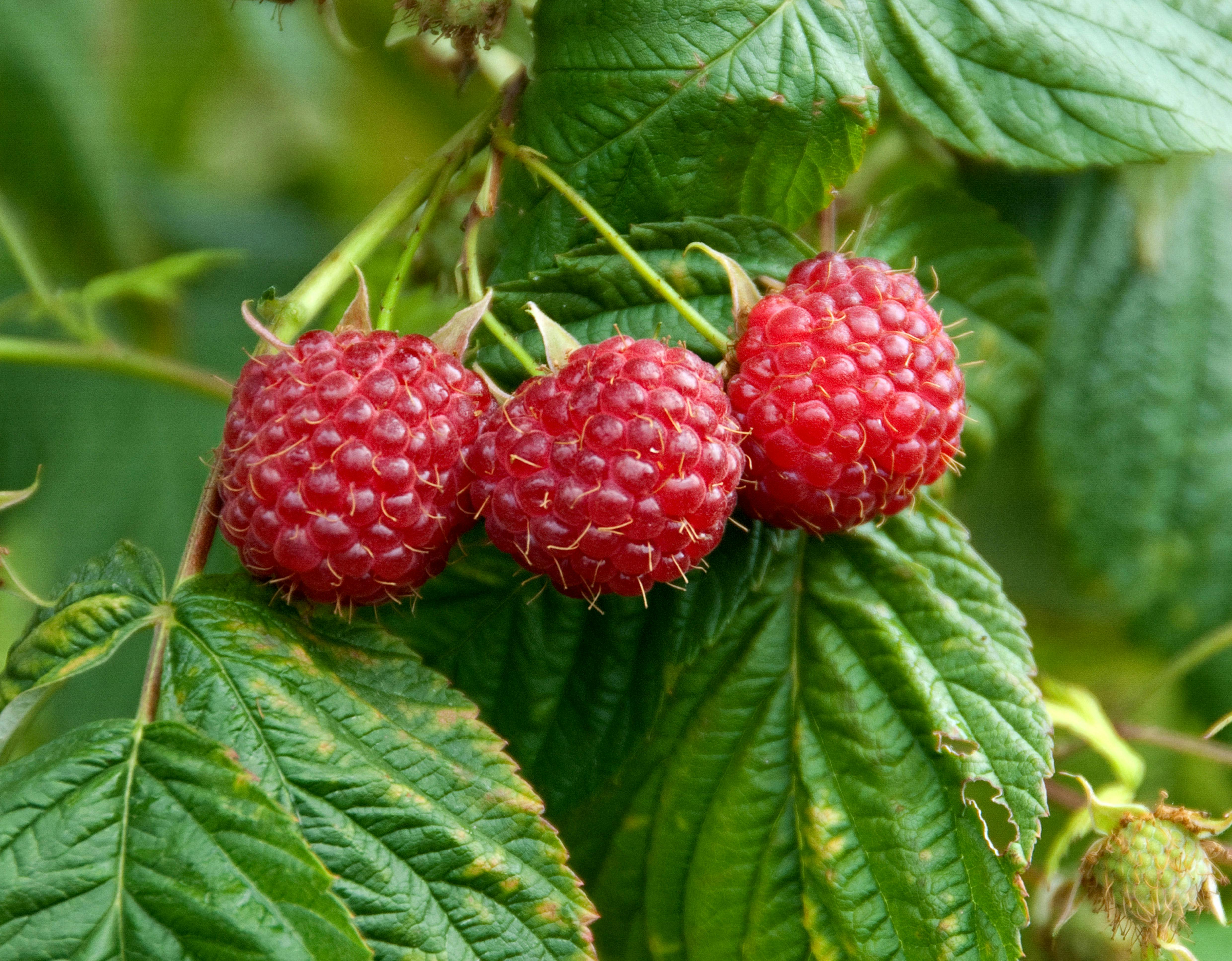 Grow luscious raspberries to tempt the tastebuds channel_name